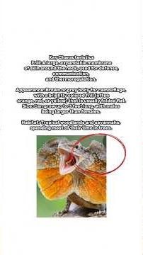 Frilled-neck lizard explained♥ #frilledlizard #cute #lizard #reptile