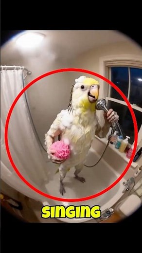 Pet Parrot Singing in the Shower 😂🦜