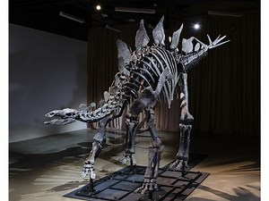 New Dinosaur At American Museum Of Natural History Debuts Sunday