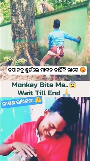 ରାଗି ଗଲା ପୁରା..!! 😡 Angry Monkey 🐒😡 #sambalpuri #funny #sambalpuristatus #monkey #shorts #viral