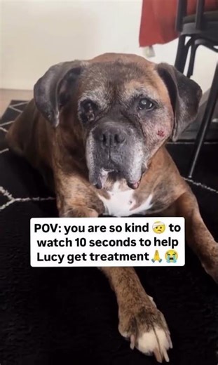 Any kind person to donate $100 or more to help Lucy get treatment please. #fyp #lucy #goviral #100k#