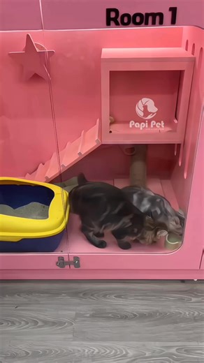 Qua Papi Pet check in chưa ba mẹ 😎 Hiện Papi Pet đã full phòng tầng 1 rùiii nè Inbox Papi Pet để tư vấn và book lịch tân trang nhan sắc ạ❤️ ——————————— Papi Pet 📍223 Hai Bà Trưng, Lê Chân, Hải Phòng 📞 085 665 0000 ⏰ 9:00 AM – 19:00 PM | PaPi Pet - Hotel & Spa Thú Cưng Hải Phòng