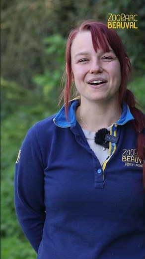 Understanding the cries of the golden monkey by Mélanie, zookeeper at Beauval