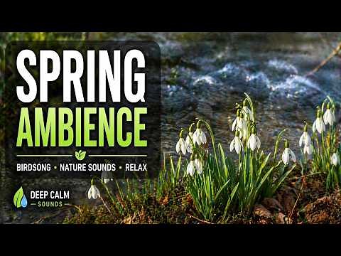 Spring Stream Ambience 🌿 Water Sounds & Birdsong for Sleep & Relaxation