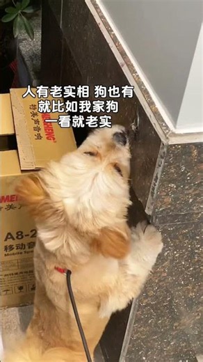 Puppy putao eat insects #dogs #puppy #dog #dogs #pets #pet