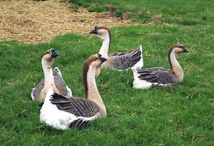 African Geese | Breed and Gender Identification - Farm and Chill