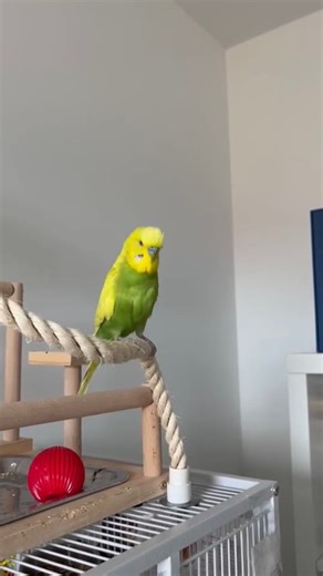 🎉 Bird Dance Battle Time! 🕺🦜 Everyone loves to dance — especially these two! But only one can win the crown… 👑 Who’s got the best moves — the budgie or the cockatiel? 👇 Drop your vote in the comments and tap ❤️ if your bird loves to groove too! | RIO Friends Club