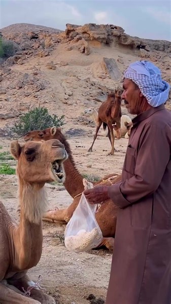 5K views · 48 reactions | Surviving in the Desert_ A Nomadic Camel Feeding and Lifestyle Adventure #nomad #nomadic #nomadlife #nomadiclifestyle | Nomadic Lifestyle | Facebook
