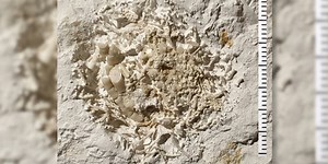 Fossil hunter finds 66-million-year-old animal vomit
