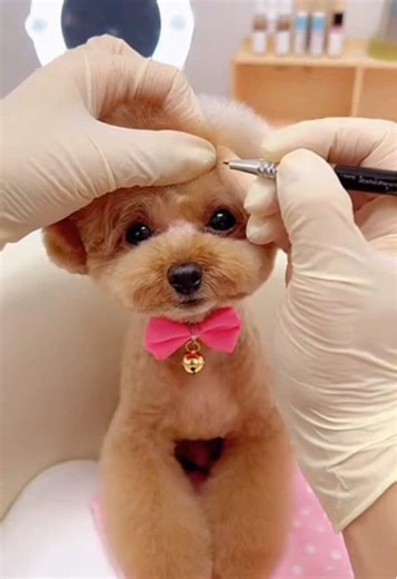 permanent makeup #toypoodle #トイプードル #aidog #アートメイク眉 #fyp