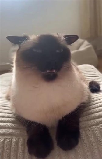 кот.exe system error