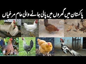 Common Chicken Breeds in Pakistan | Desi Hen | Aseel Hen | Golden Misri | Layer Hen | Broiler Hen