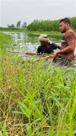 Amazing Teamwork! Traditional Net Fishing in Deep Swamp Waters! #fishing