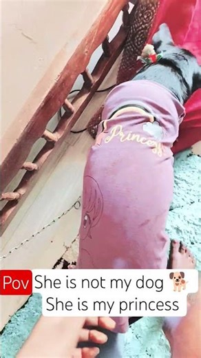 cute puppy labra meku 🤣🥳🥳