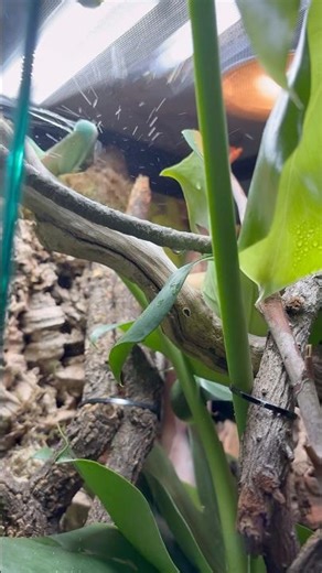 Blue beauty anole eating a gummy horn worm