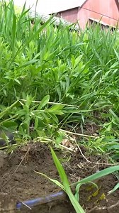 759K views · 10K reactions | Discover the profitable world of tree farming! #farming #trees #treefarm #treefarming #farmlife | Gold Shaw Farm | Facebook