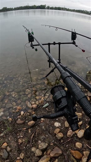 Kapří jízda | BABY CARP | carp run