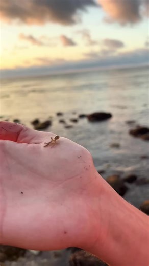 Adorable Baby Octopus Captivates Ocean Lovers