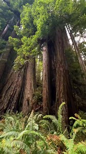 Redwoods National Park, California #CapCut #pacificnorthwest #Hiking #californiahikes #hikingcalifornia #redwoodforest #redwoodscalifornia #forest | Aesthetic Nature