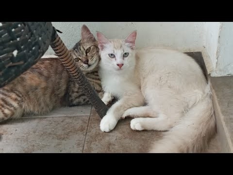 Time Machine Cats !!!! Longest Daily Cat's Story