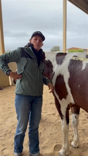 Video 5 🇦🇺 Girth Groove and Rigging … 🇦🇺https://www.winnhorses.org/horsemanship-clinics where you can learn more about the bio mechanics of your horse. 🇦🇺What is a Girth Groove? It is a natural indentation on the horse's body behind the elbow. 🇦🇺This is the spot where the girth of a saddle will typically settle, providing the most comfortable and secure fit for the horse. 🇦🇺Each horse has a unique girth groove, which can be located forward, standard (directly behind the elbow), or rear