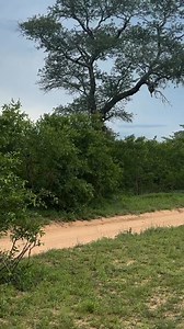 Ntsumie leopardess chased by lioness 2 December 2025 🎥@dan_thebushman She made it to a tree. | Kimberly Lopez