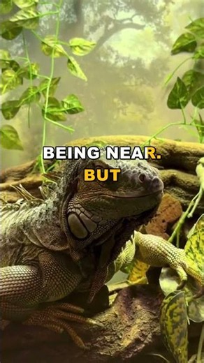 Do Bearded Dragons Really Grieve? Heartbreaking Truth