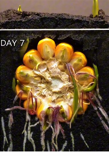 🌱 Watch Mother Nature work her magic ✨ Every leaf, every second, pure life in motion. 🌿 #PlantTok #TimelapseMagic #NatureVibes #GrowthJourney #OddlySatisfying