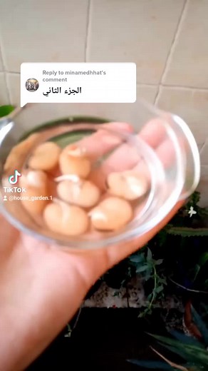 Planting Green Beans: Step-by-Step Guide