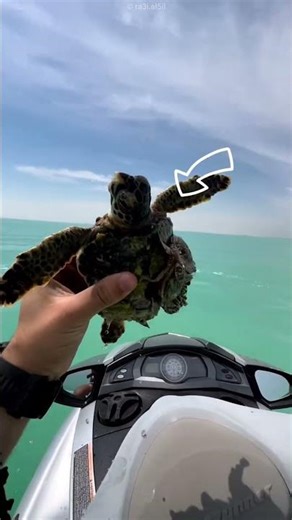 He Saved a Helpless Turtle in the Ocean! 🐢❤️