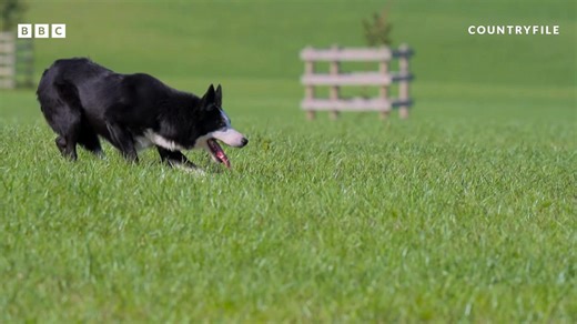Behind the scenes of the ultimate sheep dog trial