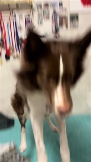 Video's van Shepherd boom (@shepherd.boom) met original sound - Zeddy Will 🤠