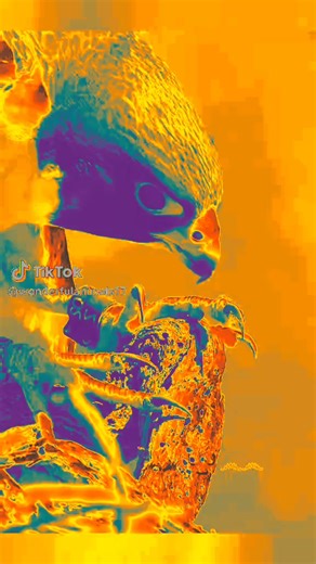 heaven fire Dragon (@fire.dragon1139)’s videos with original sound - heaven fire Dragon