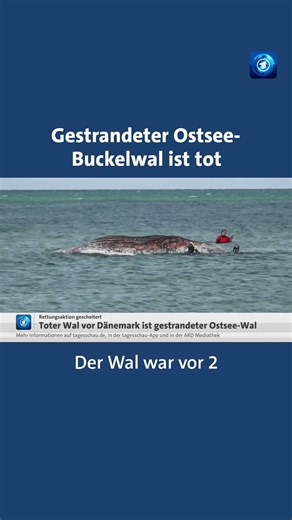 Gestrandeter Buckelwal ist tot #buckelwal #wal #tagesschau #news