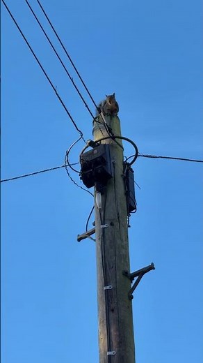 So what does a grey squirrel sound like? #nature #wildlife #animalssounds