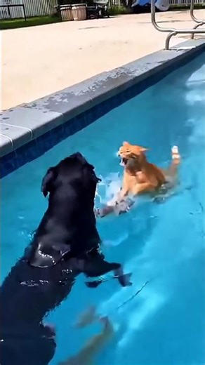 Epic Pool Race Fail — Wet Cat Chases Tiny Puppy Around the Deck! 😂🏊‍♀️