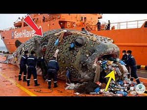 Giant Pufferfish Trapped in Ocean Trash – Watch the Incredible Rescue!