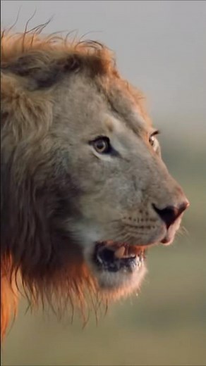 😱The sounds that PARALYSES! ☠️ Lions ROAR #wildlife