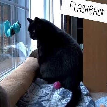 Tootsie Talks Silly to Mom (Flashback 2022)