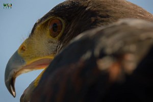 3.5M views · 96K reactions | Wild Day, Deserts Part 1 - हिन्दी डॉक्यूमेंट्री #animals #wildanimals #Jungle #documentary #WildlifeTelecast | Wildlife Telecast | Facebook