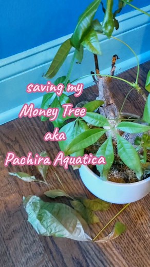 Rescuing a Money Tree from Root Rot: A Complete Guide