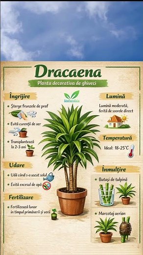 Dracaena - ingrijire si inmultire 🌱#garden #decor #plants #decorativeplant