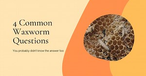 4-common-waxworm-questions-things-you-didnt-know