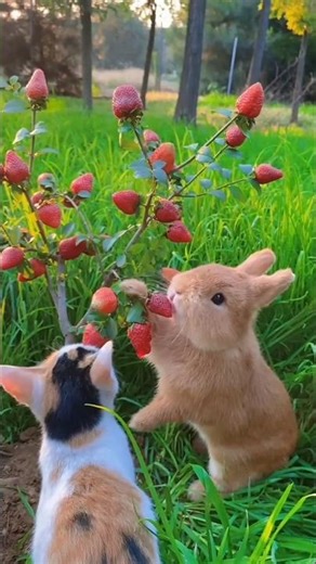 These are the top 5 Cutest Rabbits in The World! 🌎🥰