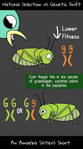 Genetic Drift and Natural Selection Explained by Amoeba Sisters