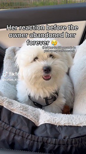 Dramatic Coton De Tulear Reaction - Tiny Home Companion