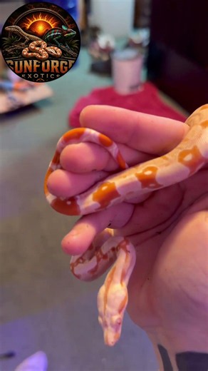 Is This the Sweetest Albino Boa You’ve Ever Seen? 🐍🔥 #snake #reptiles #pets #animals