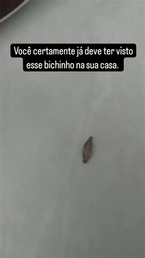 Biologando | A traça-das-roupas ou traça-de-parede, afinal, é na verdade uma pequena mariposa da família Tineidae. Elas apresentam desenvolvimento... | Instagram