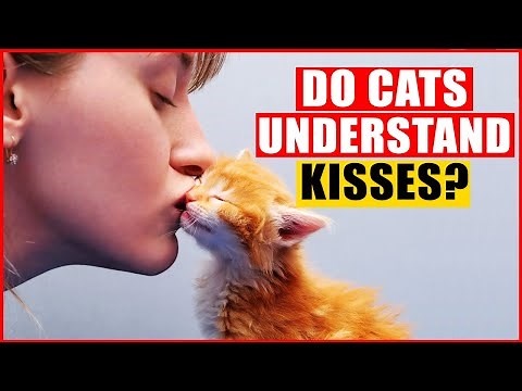 Do Cats Kiss? 10 Ways They Show You Affection