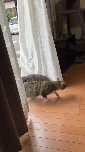 野良猫の魅力と行動